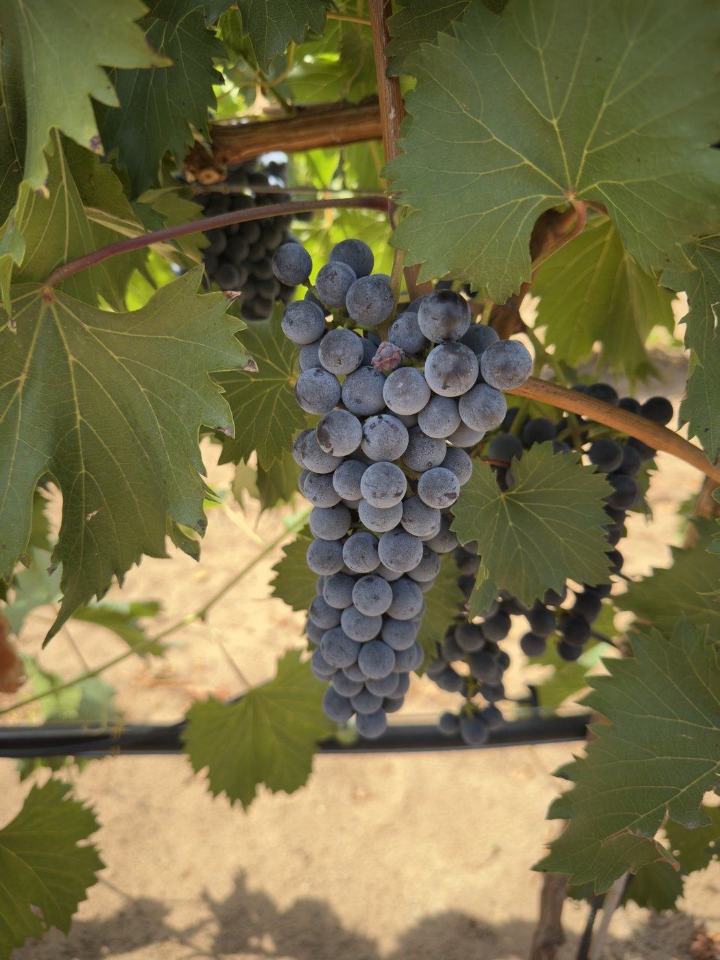 A ripe dark grape cluster hanging in the canopy