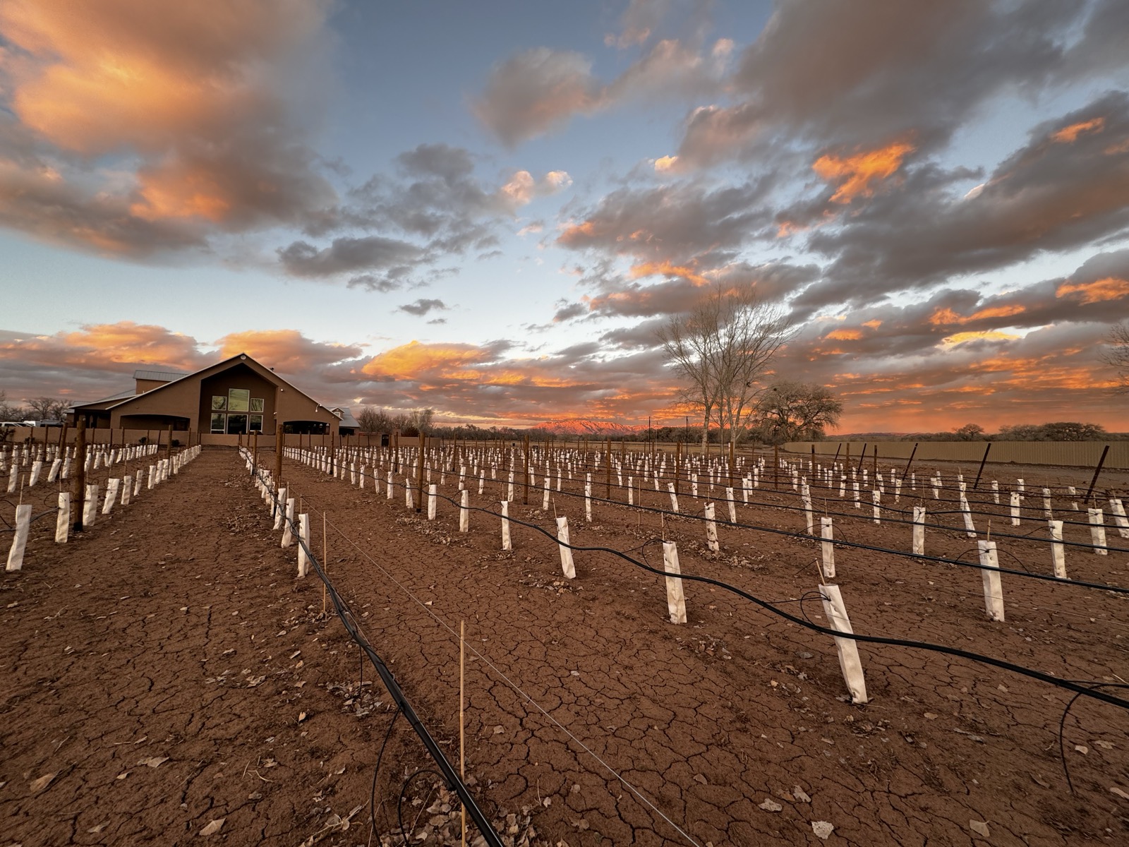 Rows of young vines and the winery barn under a sunset sky at Pajarito Vineyards